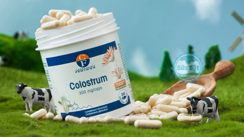 Sữa non Pháp Fenioux Colostrum được lấy từ sữa bò mẹ sau sinh trong 48 đến 72 giờ