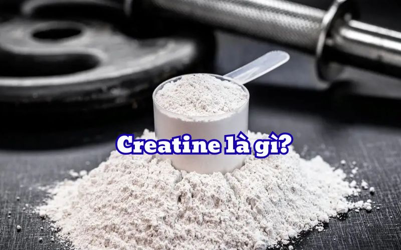 Creatine là gì? Công dụng và các loại Creatine mà bạn nên biết