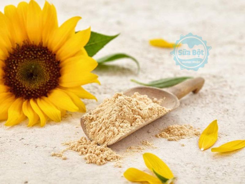Sunflower Lecithin là gì? Là câu hỏi mà nhiều người quan tâm khi nhắc đến sản phẩm liên quan